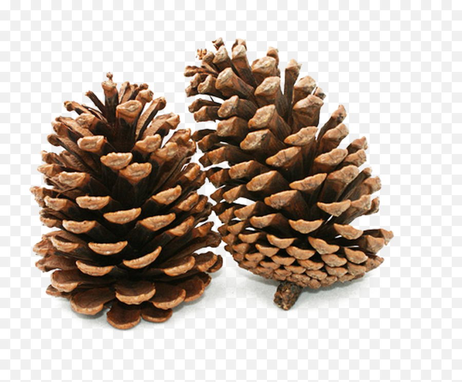 Pine Cone Png Background Image - Pine Cone Png,Pine Cone Png