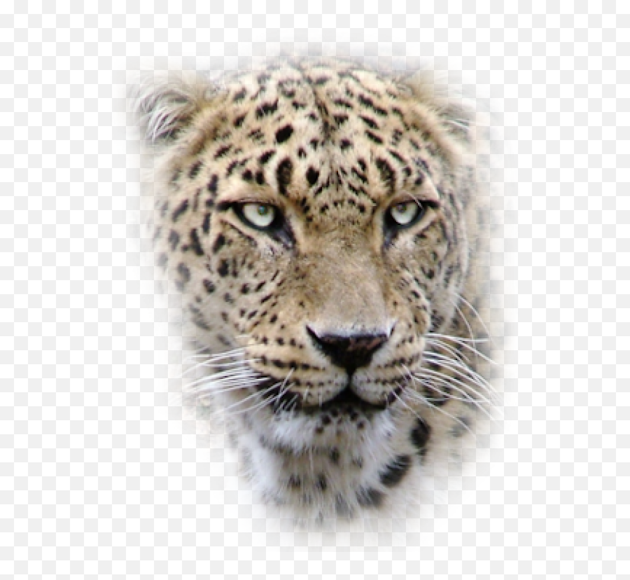 Leopard Png Free Download 20 Images - Beautiful Animal Shifter,Leopard Png
