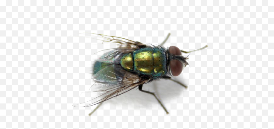 Green Fly Png Hd Quality - Fly Control,Fly Png