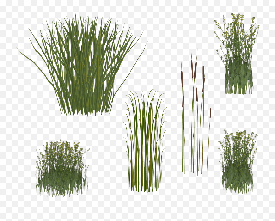 Free Photo Isolated Grass - Grass Grasses Green Free Png,Grass Png
