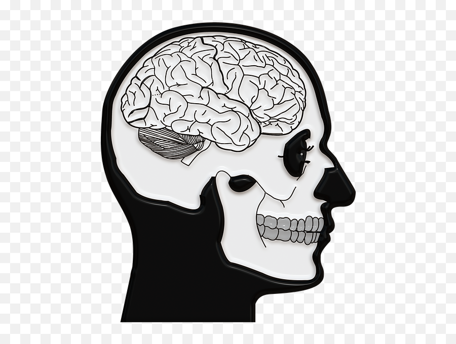 Free Photo Skull Brain And Crossbones Death Coils - Focus Understanding How The Brain Works Answer Key Png,Skull And Crossbones Transparent Background