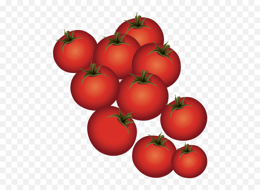 Plum Tomato Bush - Ripe Tomatoes Png Download 612 Tomato,Tomatoes Png