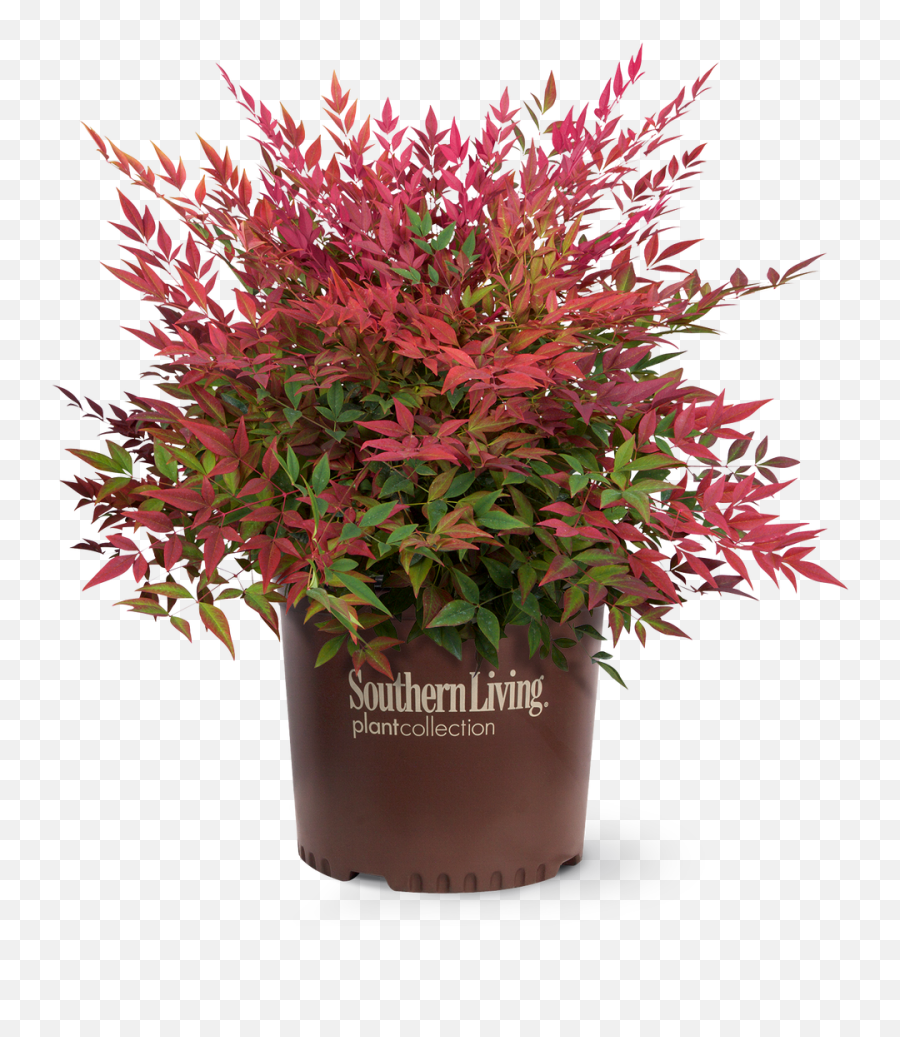 Obsession Nandina - Obsession Nandina Png,Shrub Transparent Background