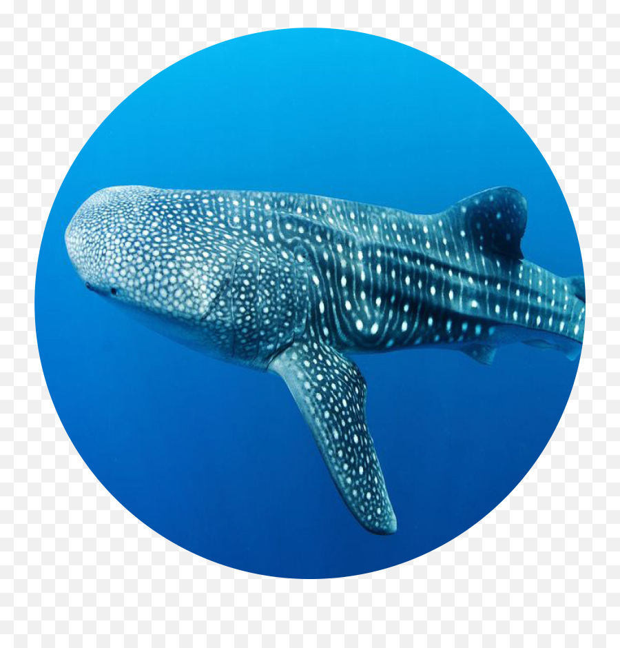 Download Whale Shark - Whale Shark Png,Whale Shark Png