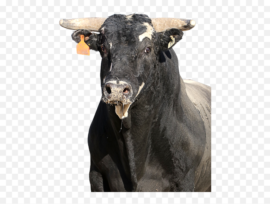 Pbr Bull Canadian Mist - Bull Png,Cattle Png