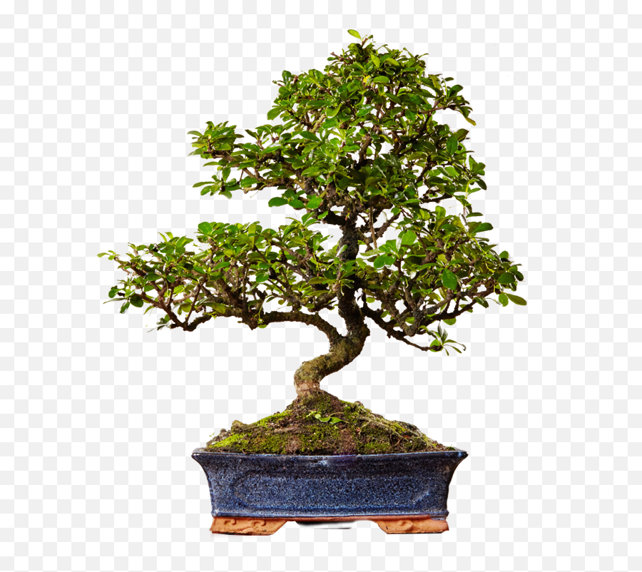 Green House Plant Tea Flower Big Bonsai Potted Indoor - Flowerpot Png,Potted Plant Png