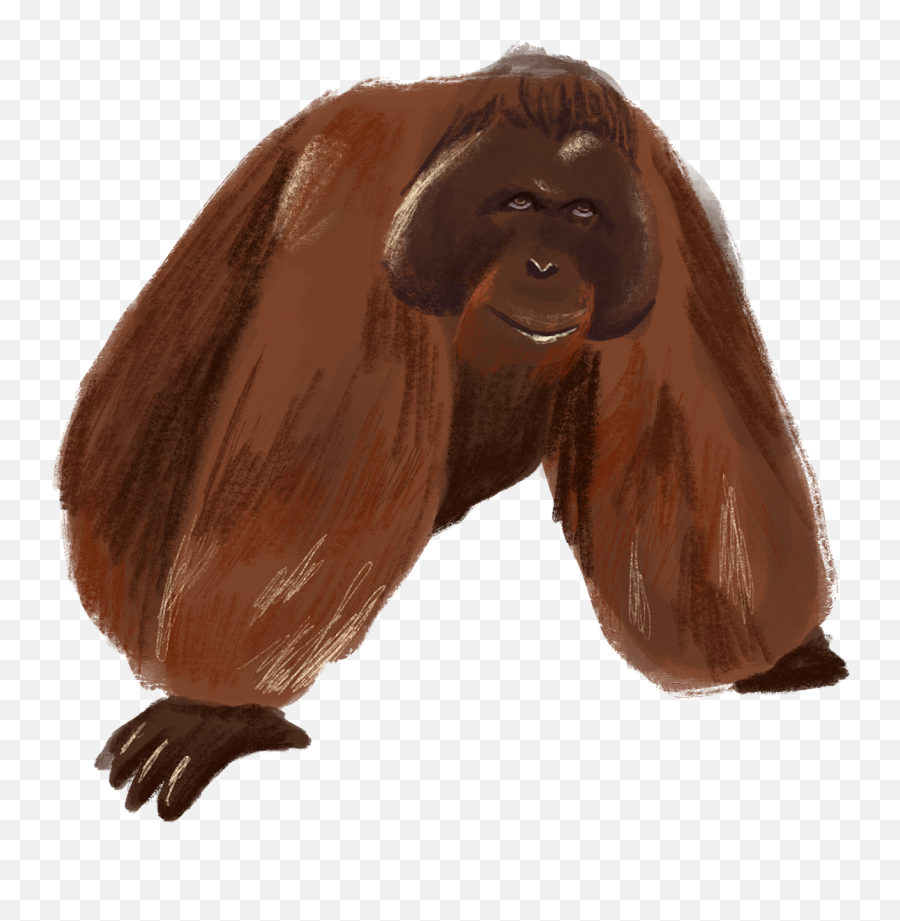 Thanks For Watching - Thanks For Watching Gif Orangutan Png,Thanks For Watching Transparent