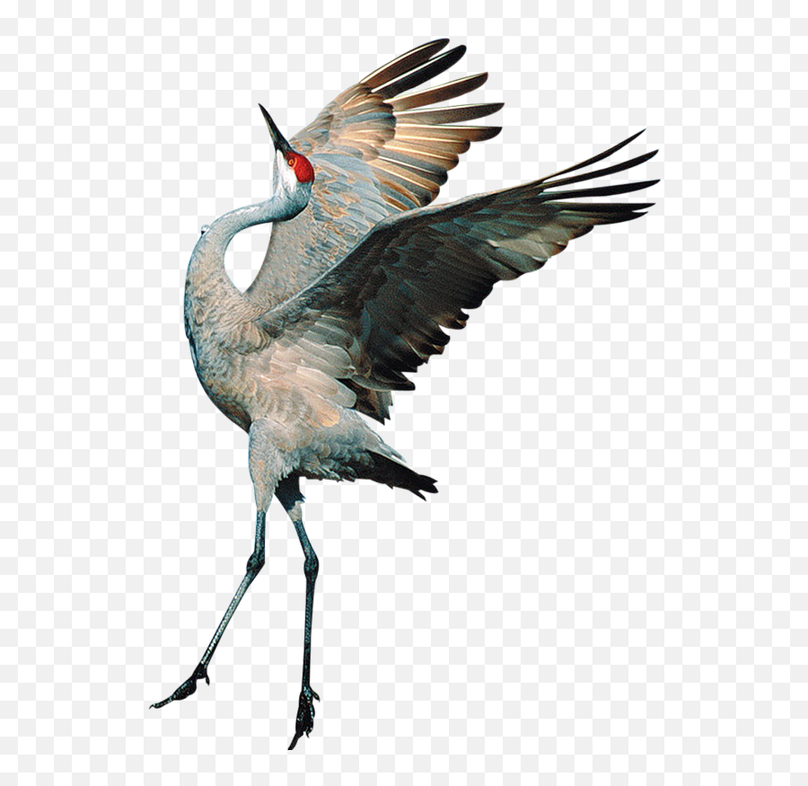 Transparent Background Crane Bird Png - Crane Bird Png,Crane Bird Png
