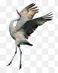 Transparent Background Crane Bird Png - Crane Bird Png,Crane Bird Png