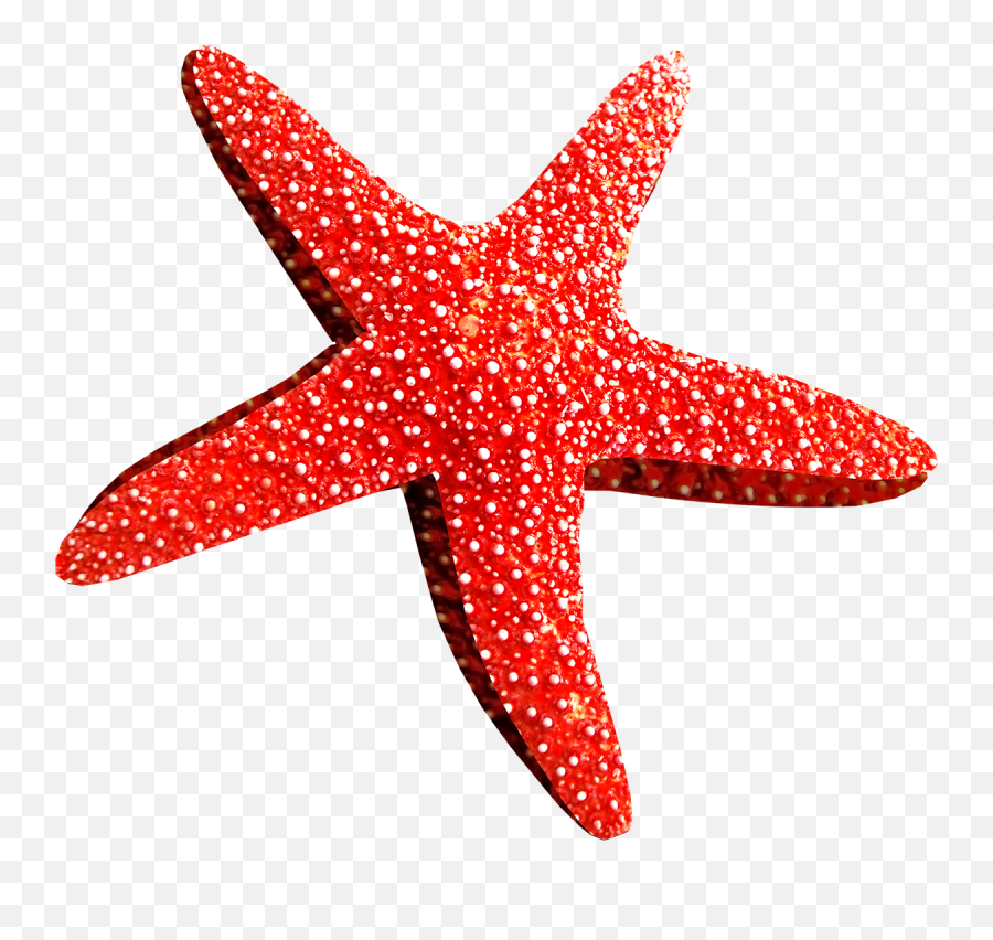Download Free Png Background - Starfishtransparent Dlpngcom Starfish Png,Starfish Transparent