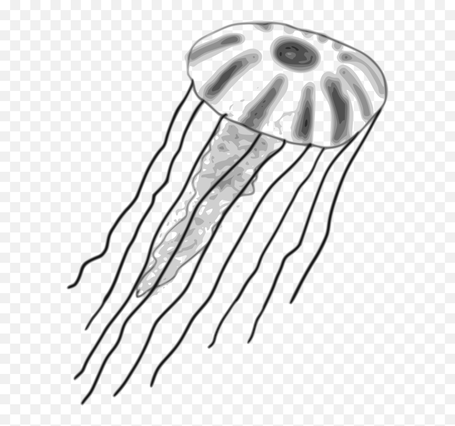 Download Watercolor Jellyfish Clipart - Mane Jellyfish Drawing Png,Transparent Jellyfish