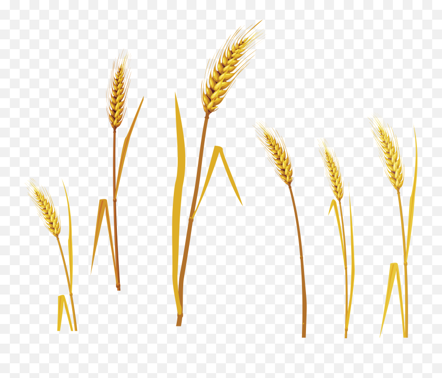 Pictures Of Natural Wheat From The Field 47602 - Free Icons Barley Png,Field Png