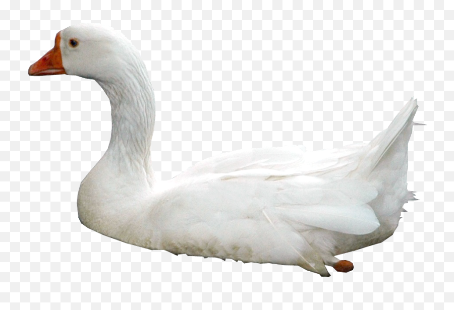 Download Free Png Swan Photos - Ducks In Water Png,Swan Png