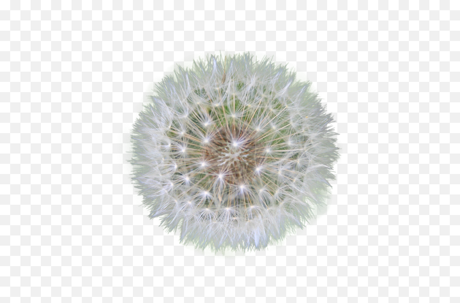 Pin - Dandelion Psd Free Png,Weed Transparent Background