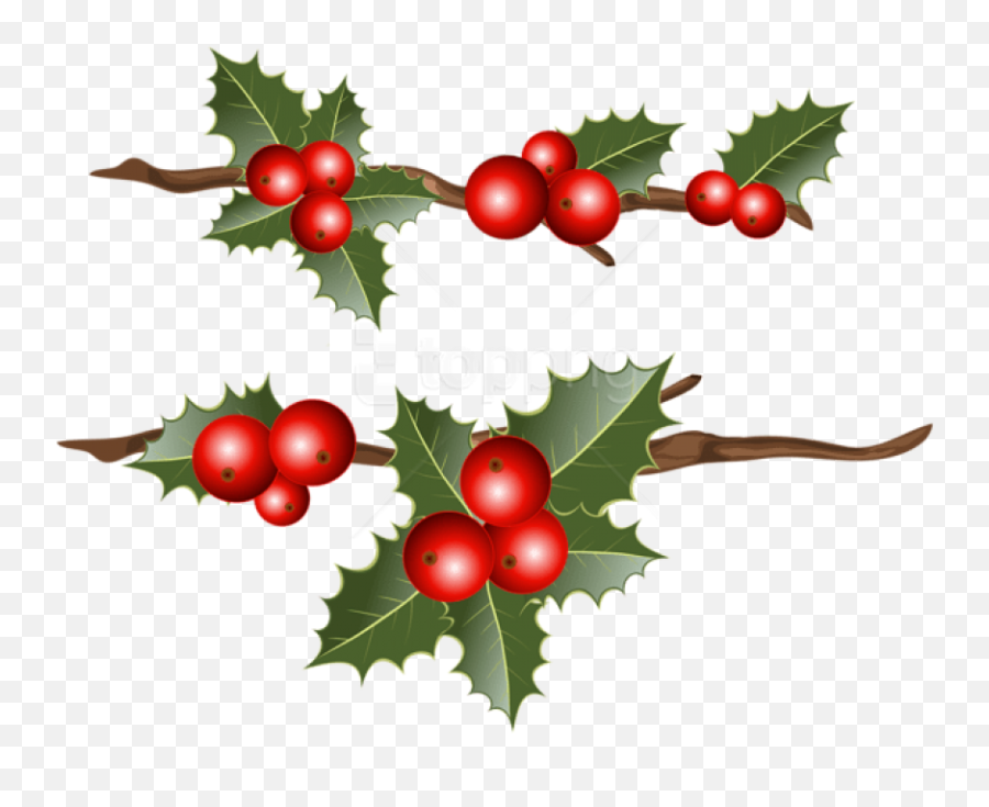 Holly Branches Png Images Transparent - Holly Branch Clip Art,Holly Png