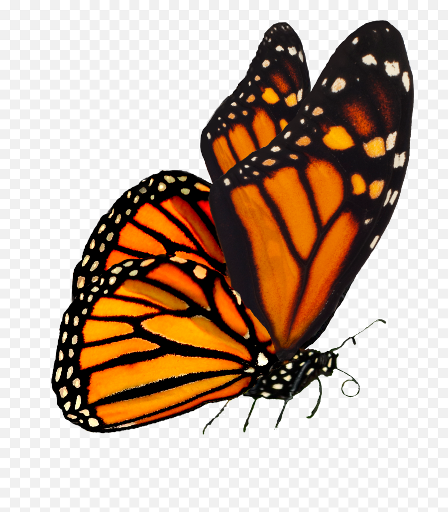 Free Png Butterfly - Konfest,Butterflies Transparent Background