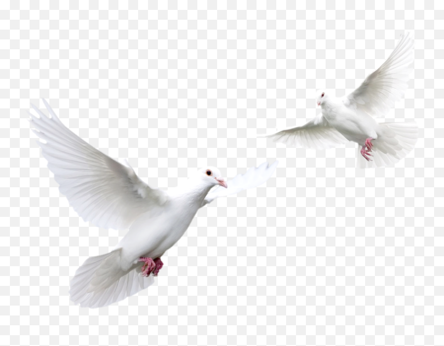 Pigeon Transparent Png Clipart Images - Flying Birds With Black Background,Pigeons Png