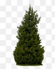 Tree Transparent Background Png - Architecture Elevation