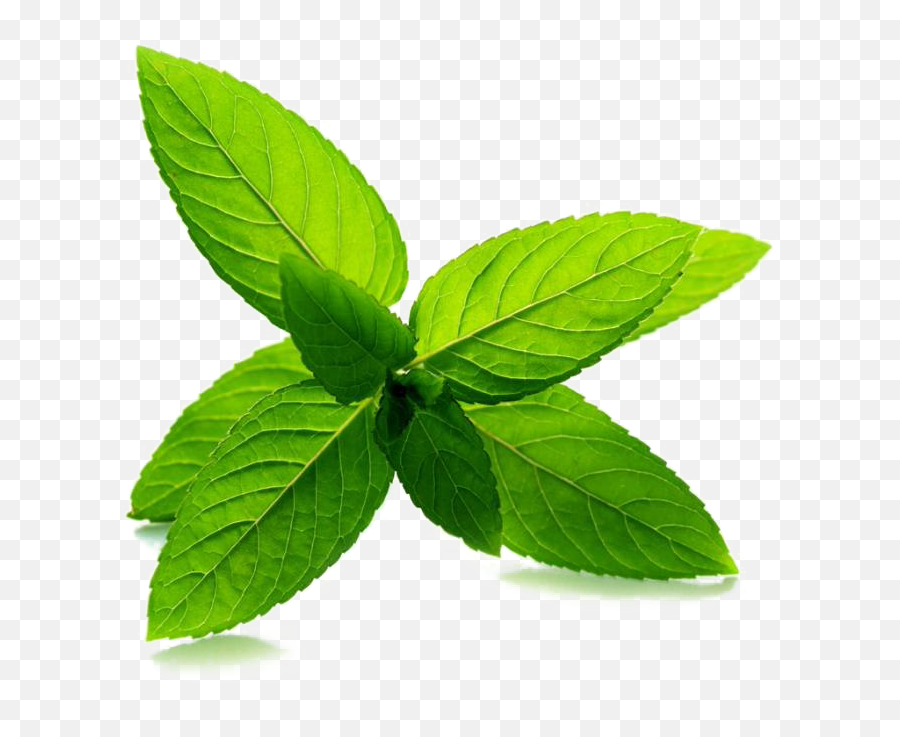 Download Mint Transparent Image - Transparent Tea Tree Oil Png,Mint Leaf Png