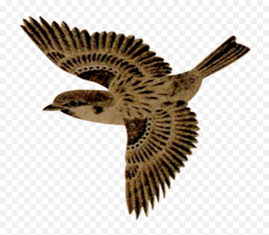 Flying Sparrow Png No Background - Flying Sparrow Transparent Background,Sparrow Png
