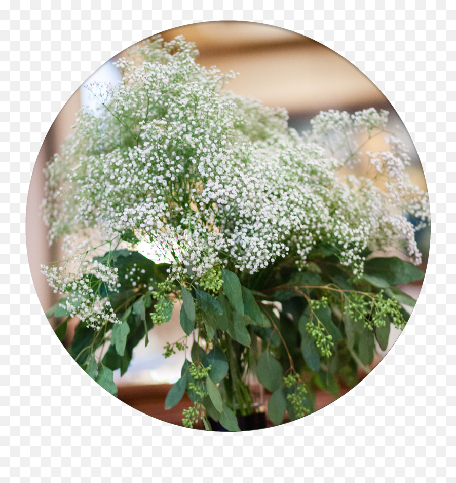 Download Babys Breath Means Innocence - Alyssum Png,Baby's Breath Png