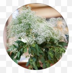 Download Babys Breath Means Innocence - Alyssum Png,Baby's Breath Png