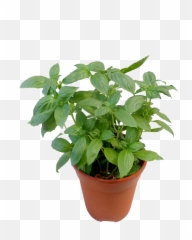 Sweet Basil - Sweet Basil Plant Png,Basil Png