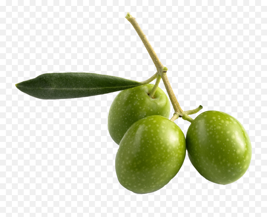 Olive Png Pic All - Olive Fruit,Fruit Tree Png