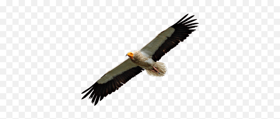 Vultures Transparent Png Images - Egyptian Vulture,Vulture Png