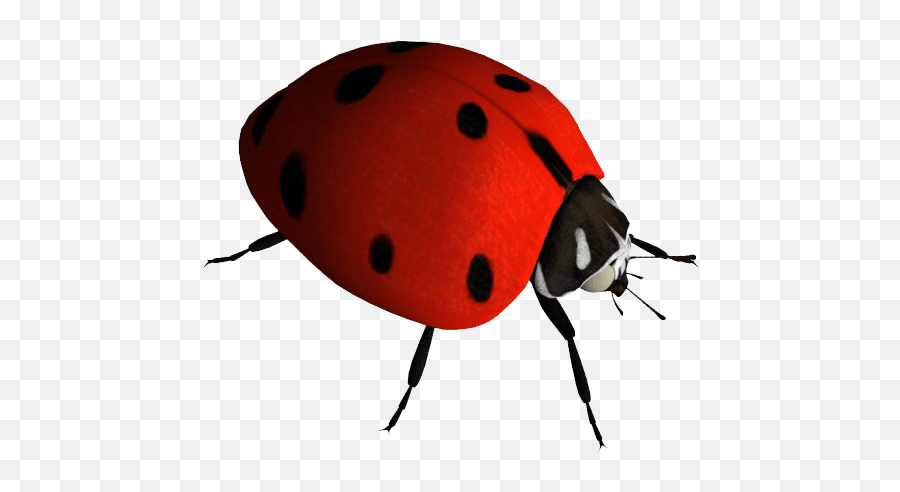 Download Ladybug Png Image Hq - Transparent Buburuze Png,Ladybug Png