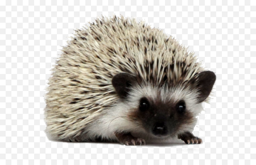 Hedgehog Png Clipart 7 - Png 6056 Free Png Images Starpng Hedgehog Png,Hedgehog Png