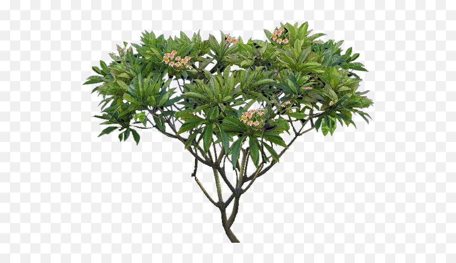 Download Plumeria Tree Png - Plumeria Alba Tree Png Full Plumeria Png,Banana Tree Png