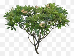 Download Plumeria Tree Png - Plumeria Alba Tree Png Full Plumeria Png,Banana Tree Png