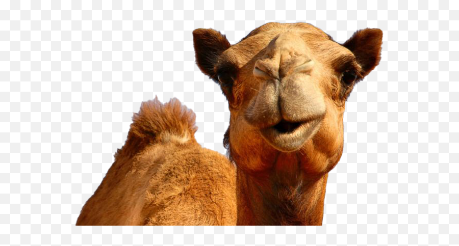 Hump Day Camel Png Transparent - Hump Day Camel Png,Camel Transparent Background