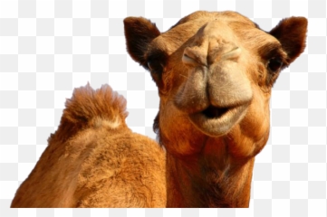 Hump Day Camel Png Transparent