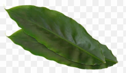 Cardamom Leaves - Koppert Cress Chard Png,Mint Leaves Png