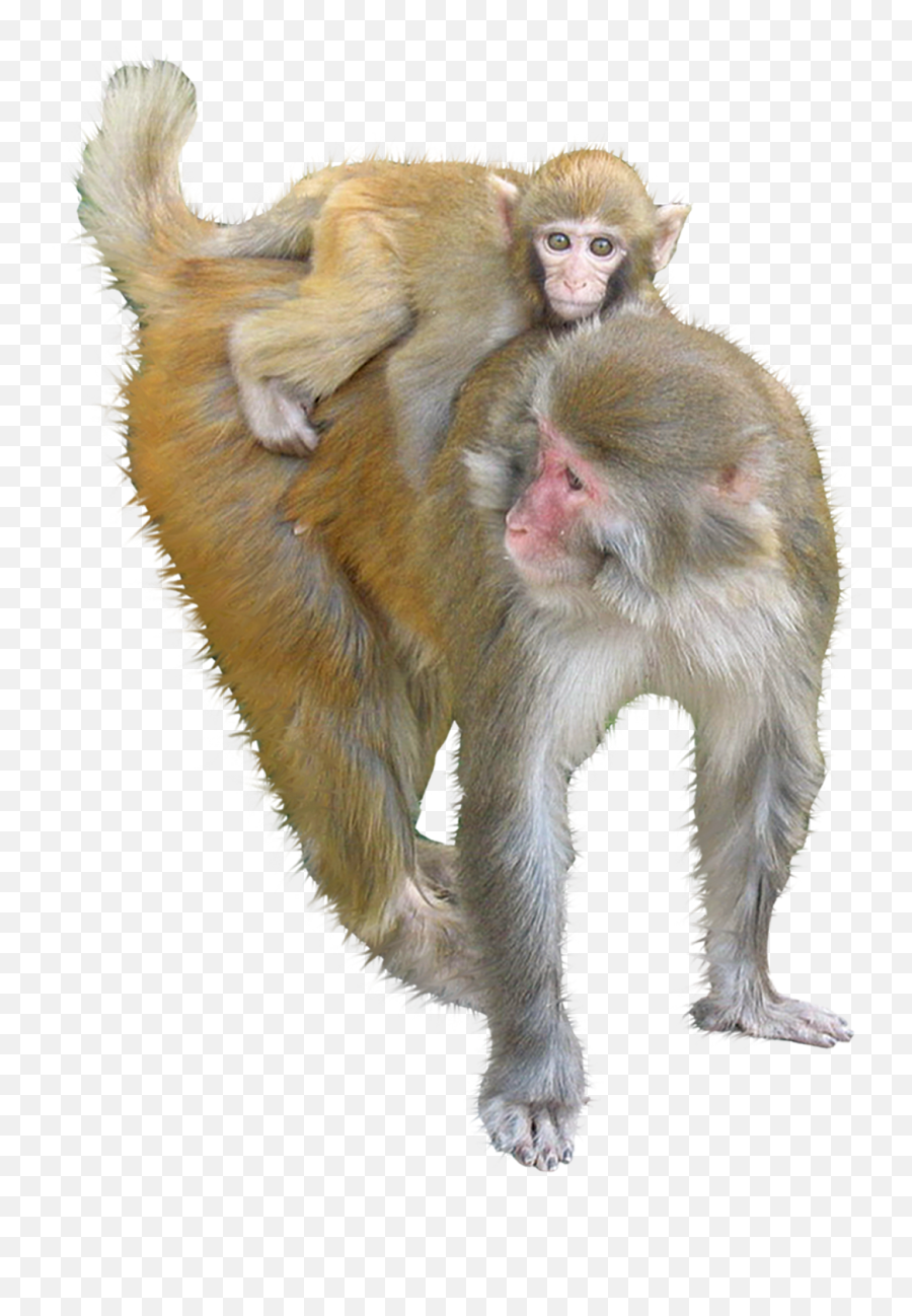Macaque Ape Monkey - Monkey Png,Monkey Transparent