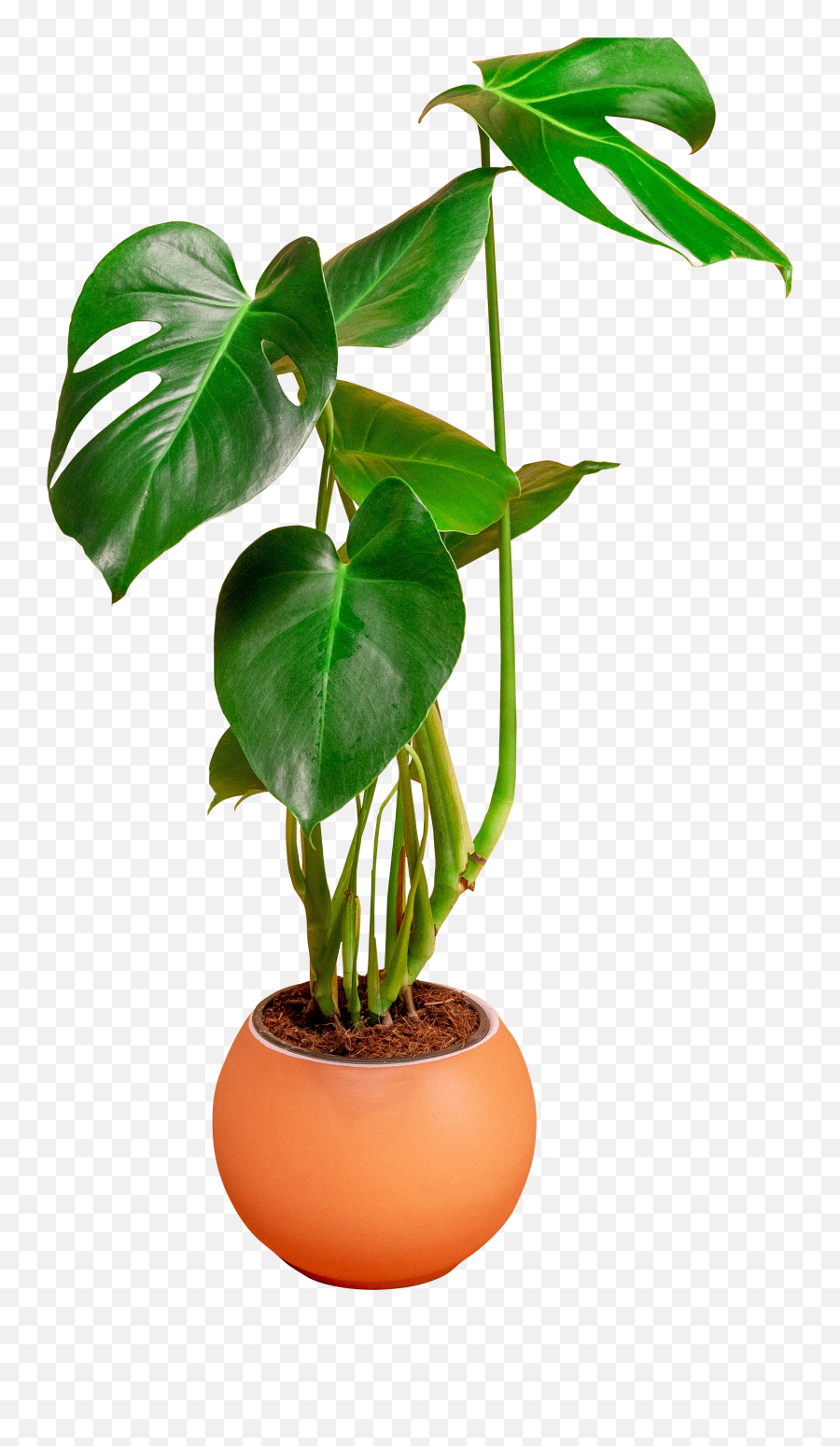 Flower In A Pot Png U2013 For Free - Cheese Plant Hd,Green Flower Png