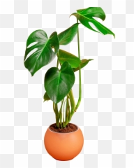 Flower In A Pot Png U2013 For Free - Cheese Plant Hd,Green Flower Png