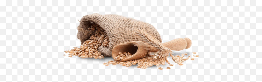 Wheat - Grainsbag U2013 Jonky Peanut Png,Grains Png