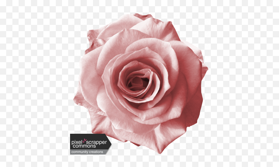 Rebel Rose Pink Graphic By Sunny Faith Rush Pixel - Pink Rose Rose Graphic Design Png,Pink Rose Transparent