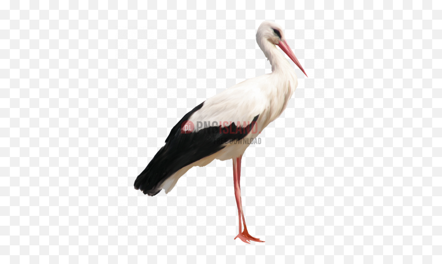 Crane Stork Bird Png Image With - Stork Png,Crane Bird Png