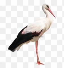 Crane Stork Bird Png Image With - Stork Png,Crane Bird Png
