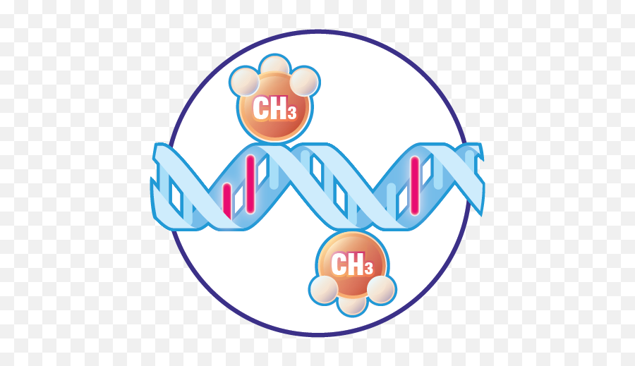 Cancer Genetics And Epigenetics Previously Biology - Language Png,Genetics Icon
