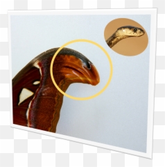 Attacus Atlas - Atlas Moth Taxo4254 Wikinus png