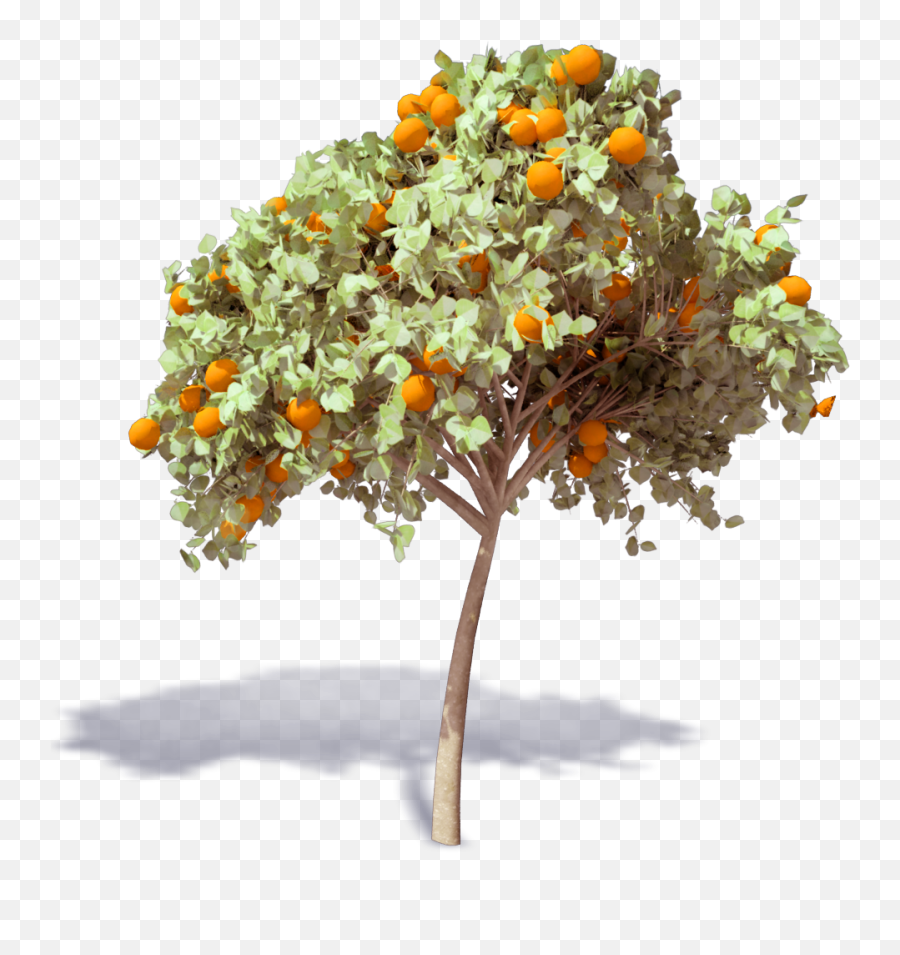 Orange Tree 1000x1000 S Png