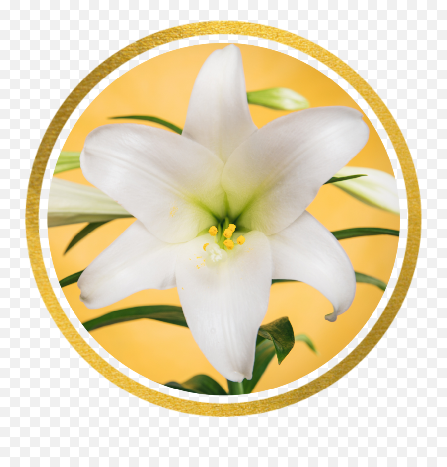 Order Lilieshydrangeas For Easter By 43 - Madonna Lily Png,Small Flower Icon