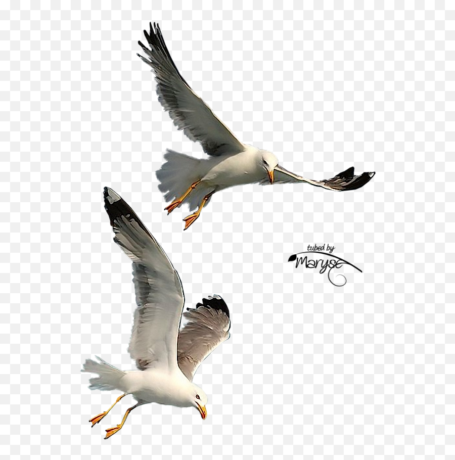 Seagulls Flying Png Clipart Gulls Bird - Seagulls In Flight Png,Seagull Png