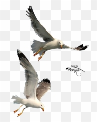 Seagulls Flying Png Clipart Gulls Bird - Seagulls In Flight Png,Seagull Png