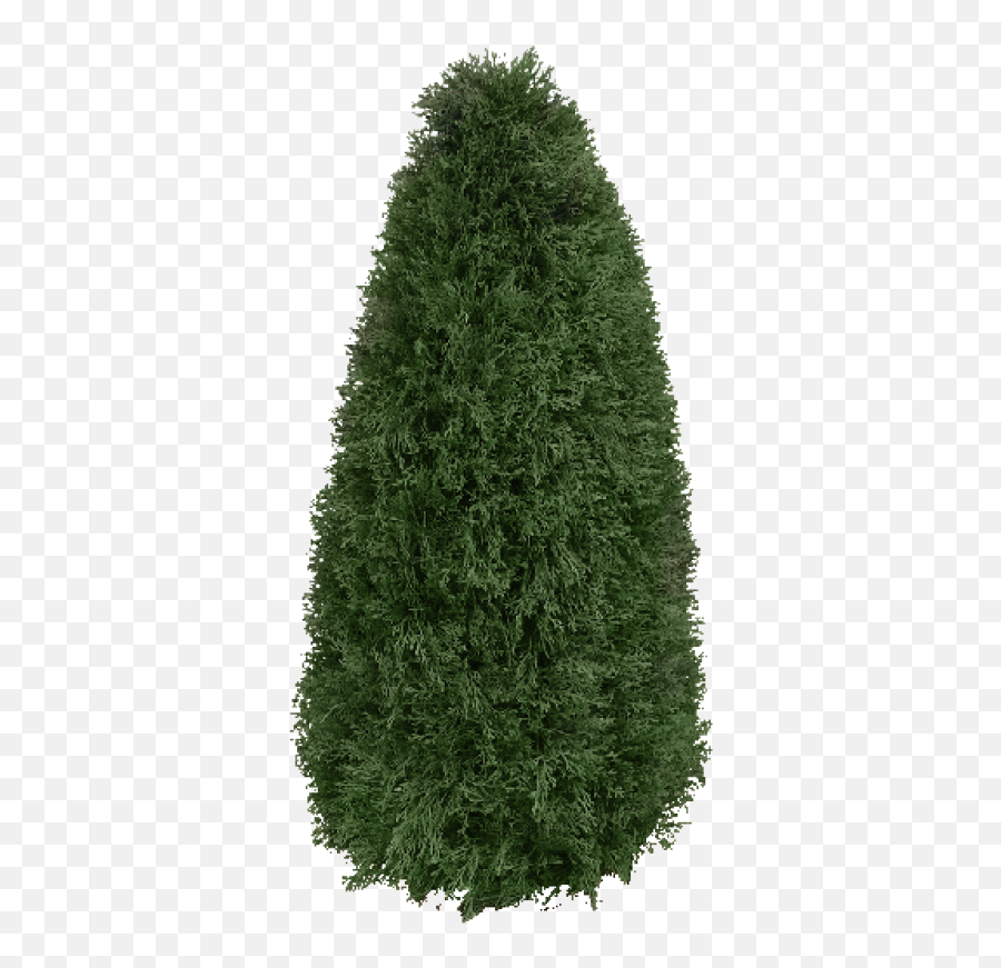 Juniper Png And Vectors For Free - Christmas Tree,Juniper Png